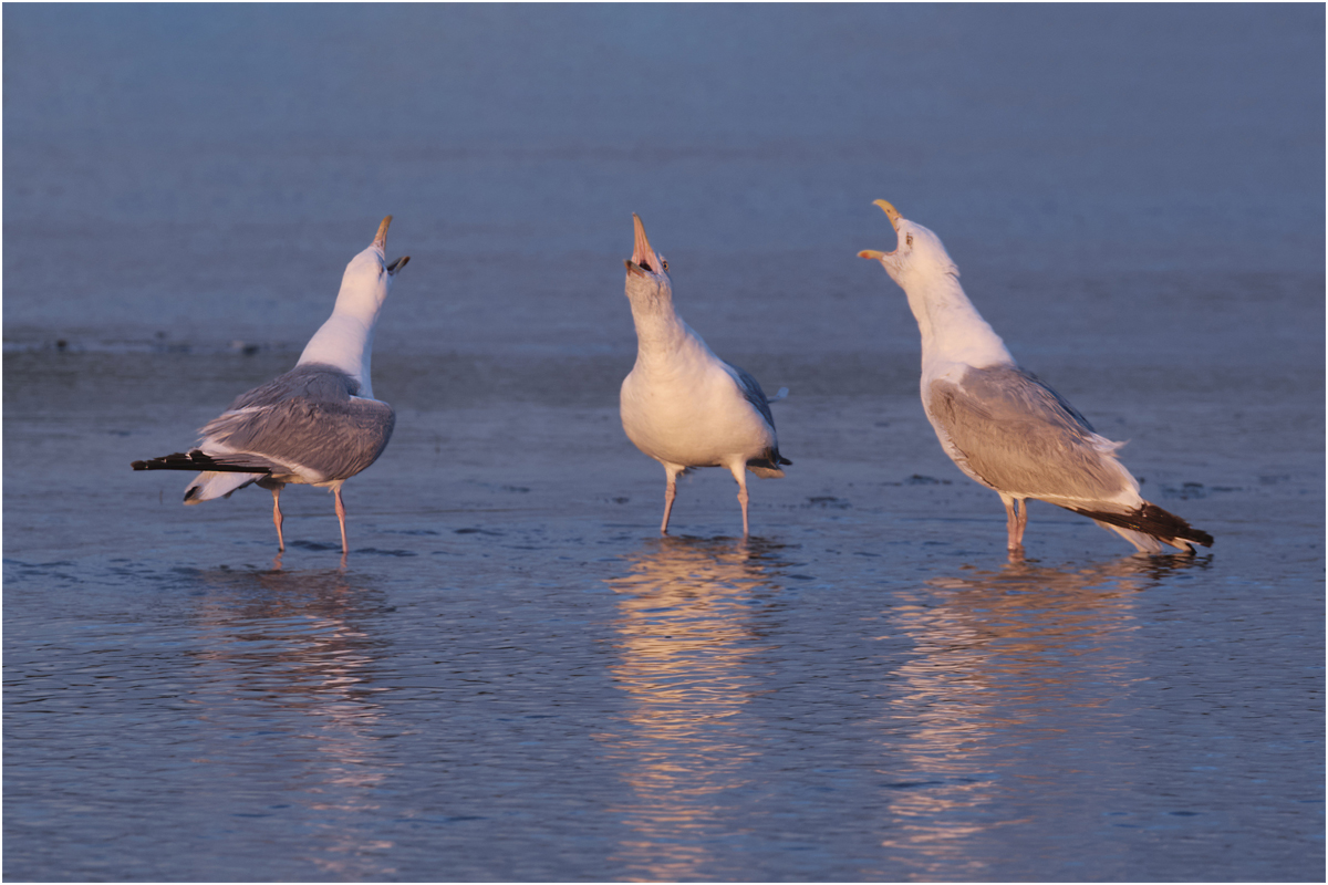 Gidez Reed The Three Tenors Nature   Ornithological   Class A 20260225